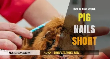 Easy Tips for Trimming and Maintaining Guinea Pig Nail Health