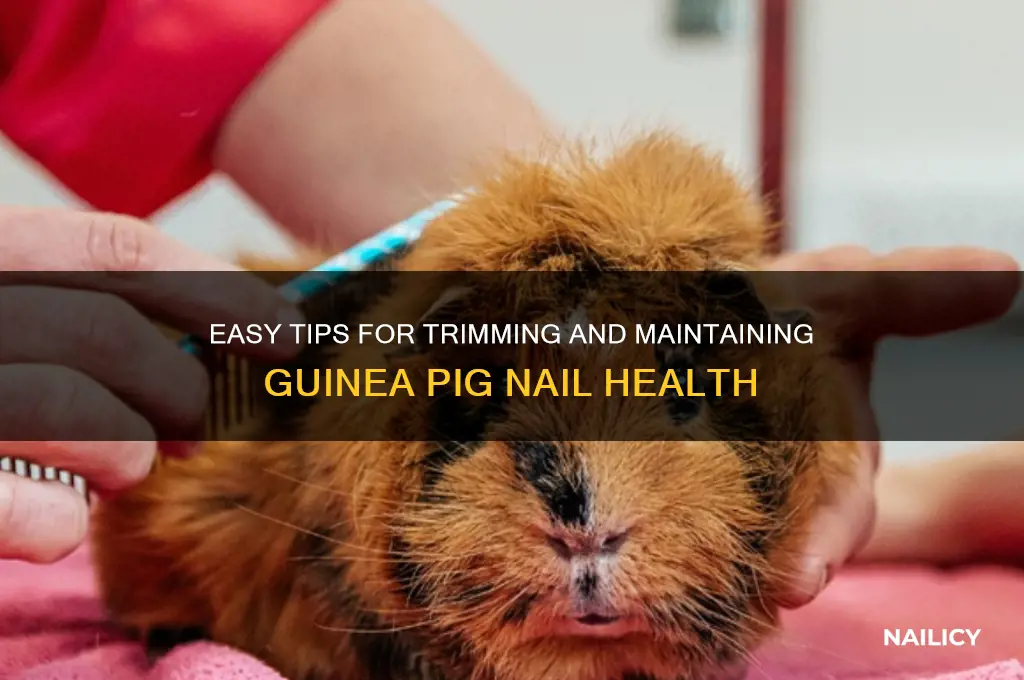 how to keep guinea pig nails short