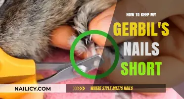 Effective Tips for Trimming and Maintaining Your Gerbil's Nails