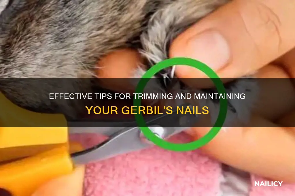 how to keep my gerbil