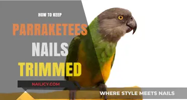 Trimming Parakeet Nails: A Simple Guide for Owners