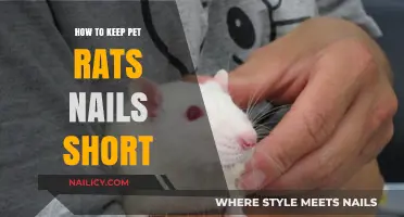 Effective Tips for Trimming and Maintaining Your Pet Rat's Nails