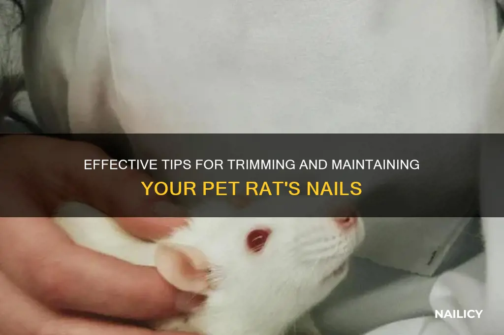 how to keep pet rats nails short