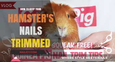 Trimming Your Hamster's Nails: A Quick Guide
