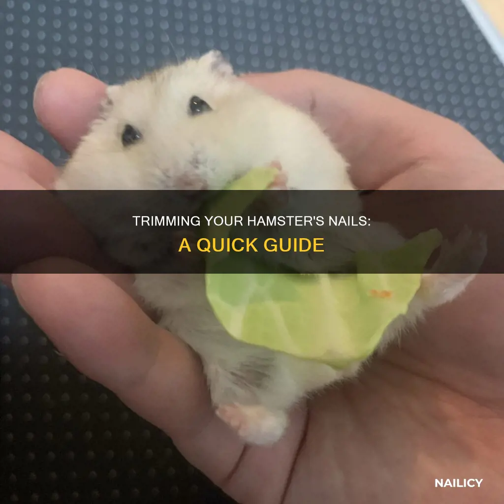 how to keep your hamster