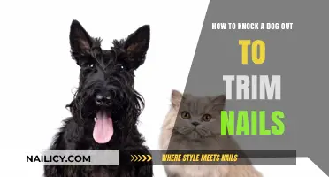 Trimming Dog Nails: A Knockout Guide