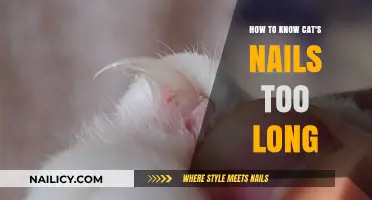 Cat Claw Length: When to Trim?