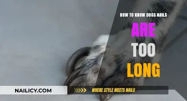Clipping Time: When Are Dog Nails Too Long?
