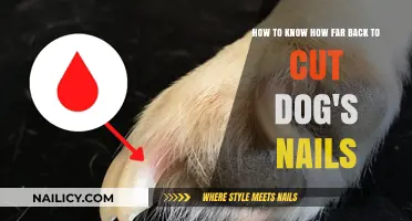 Trimming Dog Nails: How Short is Too Short?