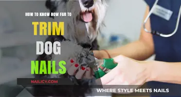 Trimming Dog Nails: How Short is Too Short?