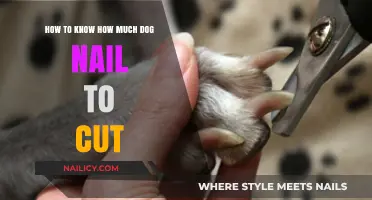 Trimming Dog Nails: How Short is Too Short?