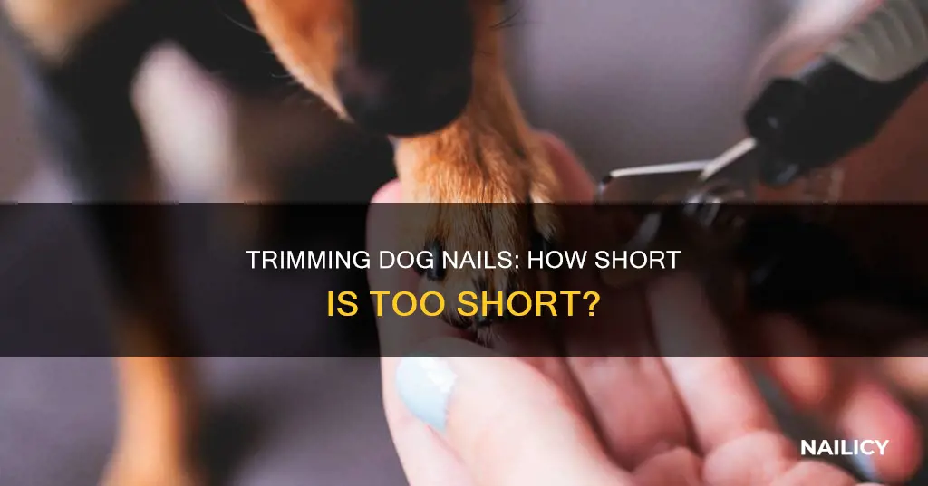 how to know how much dog nail to cut