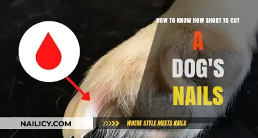 Trimming Dog Nails: How Short is Too Short?
