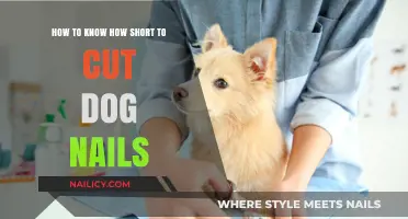 Trimming Dog Nails: How Short is Too Short?