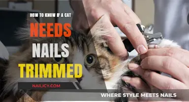 Recognizing When Your Cat's Nails Need Trimming