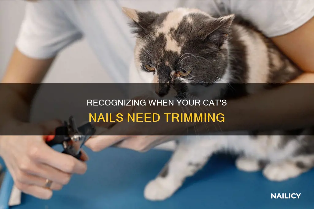 how to know if a cat needs nails trimmed