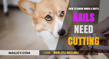 When Are Dog Nails Too Long?