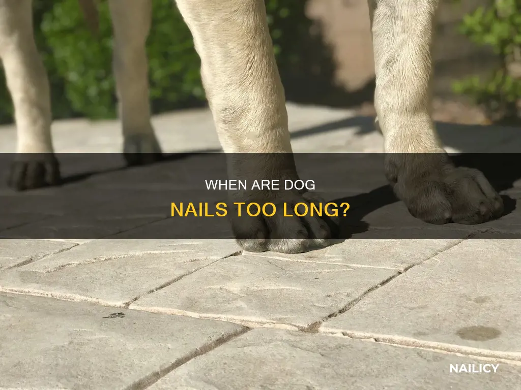 how to know when a dog