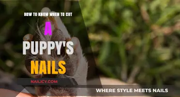 When to Trim: Puppy Nail Care Guide