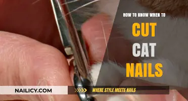 Trimming Cat Nails: When and How to Cut Them