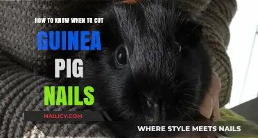 When to Trim Your Guinea Pig's Nails