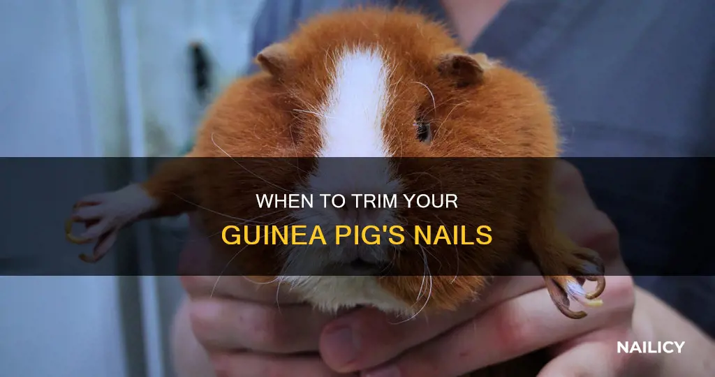 how to know when to cut guinea pig nails