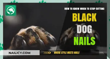Trimming Black Dog Nails: When to Stop Clipping?