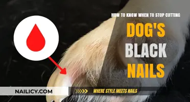 Trimming Dog Nails: When to Stop Clipping Black Nails