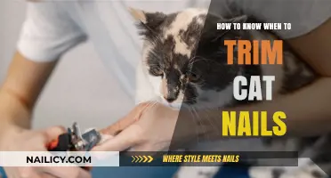 Trimming Cat Nails: When and How Often?