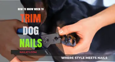 Trimming Dog Nails: When and How Often?