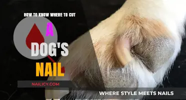 Clipping Dog Nails: Finding the Right Spot