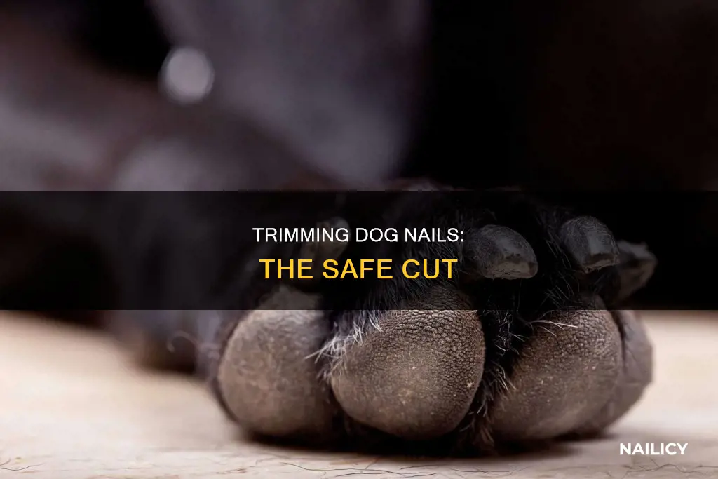how to know where to stop cutting dog nails