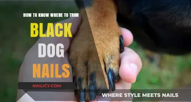 Trimming Black Dog Nails: A Step-by-Step Guide