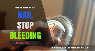 Quickly Stop Your Cat's Nail Bleeding at Home