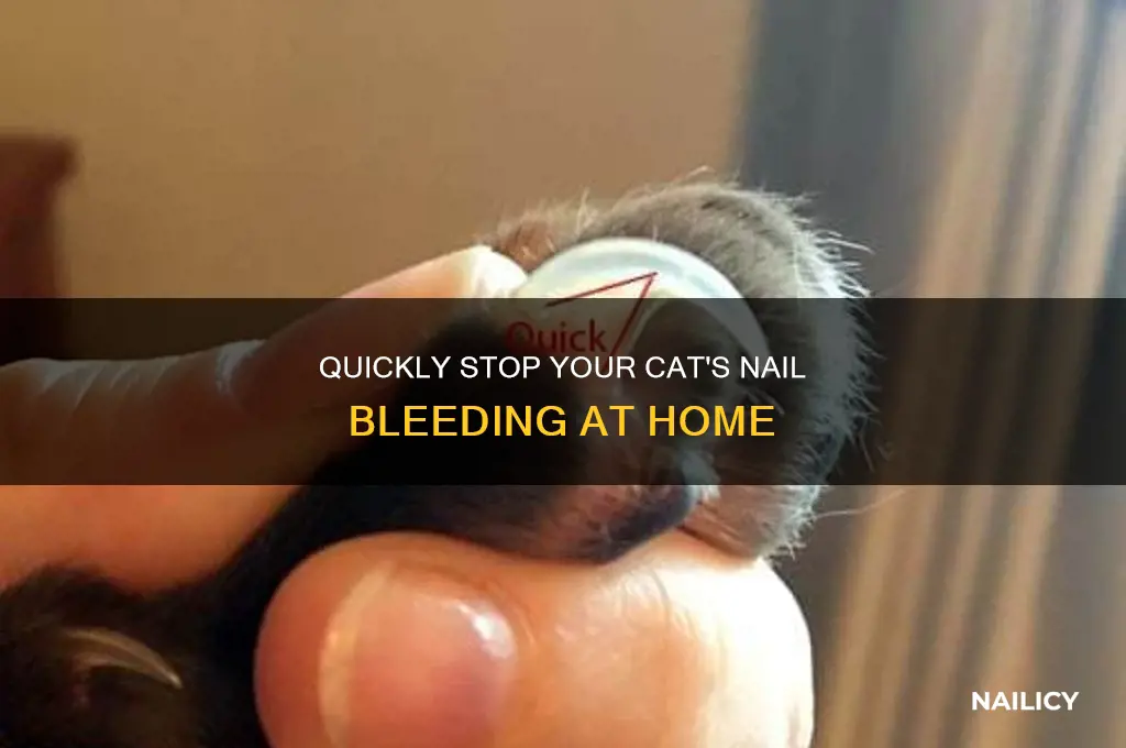how to make a cat