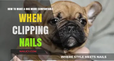 Calm Your Dog During Nail Clipping: Tips and Tricks