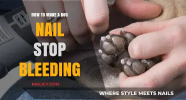 Quickly Stop Your Dog's Nail Bleeding