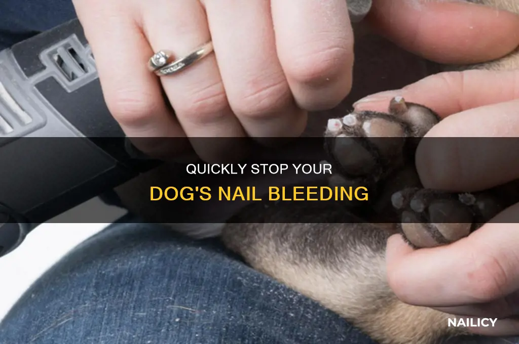 View of Quickly Stop Your Dog's Nail Bleeding | Nailicy