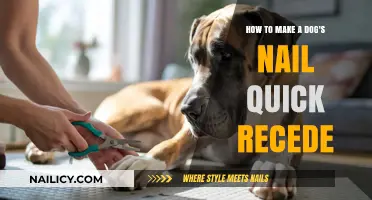 Trimming Dog Nails: Make Quick Recede
