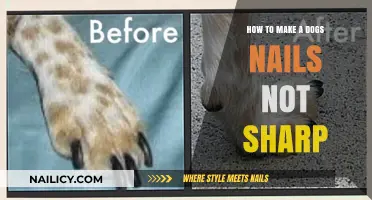 Trim Your Dog's Nails: A Guide to Smooth Tips