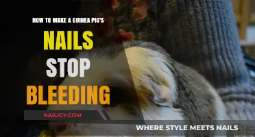 Stop Nail Bleeding in Your Guinea Pig