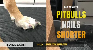 Trim Your Pitbull's Nails: A Quick Guide