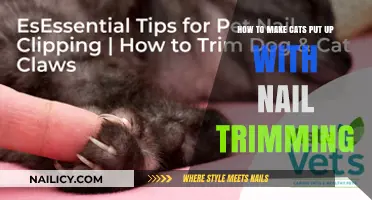 Trimming Cat Nails: Tips to Keep Your Cat Calm