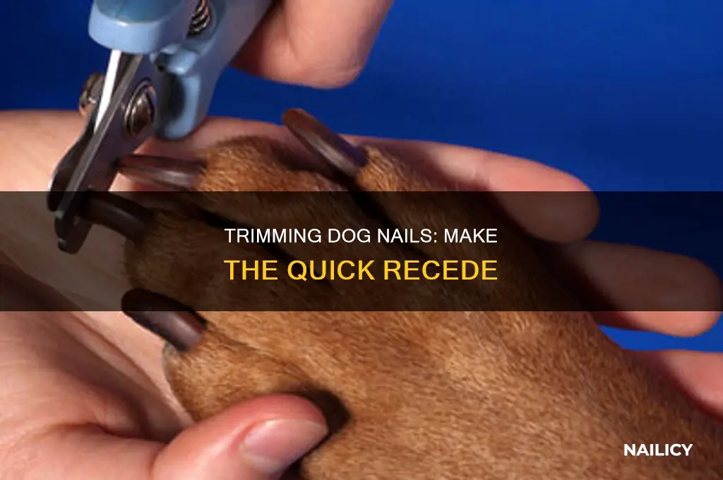 how to make dog nail quick recede