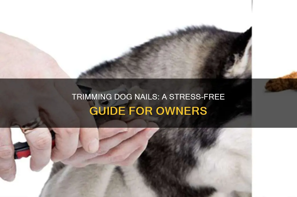 Trimming Dog Nails: A Stress-Free Guide For Owners | Nailicy - Simplify Dog Nail Trimming For Less Frustration