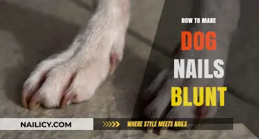 Trim Your Dog's Nails: A Guide to Blunt Tips