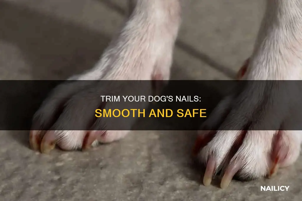 how to make dog nails less sharp
