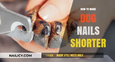 Trim Your Dog's Nails: A Quick Guide