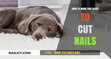 Calmly Cutting Dog Nails: A Guide to Stress-Free Trimming