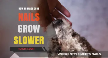 Trim Dog Nails: Slower Growth Tips and Tricks